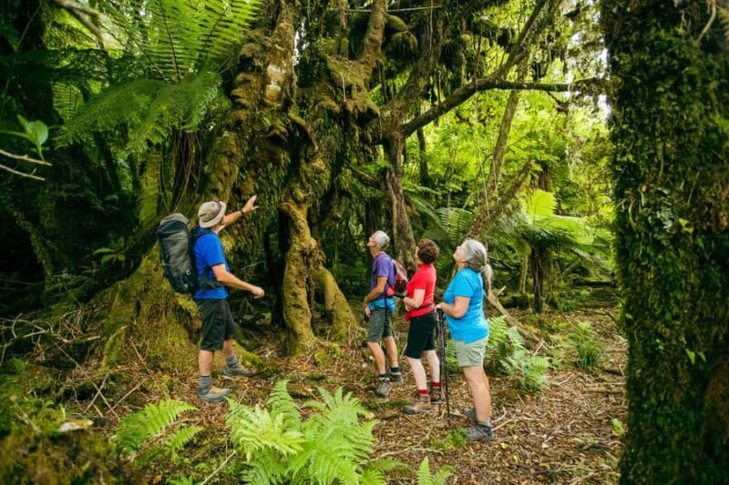 Fox Glacier: Half Day Walking & Nature Tour with Local Guide - FAQs