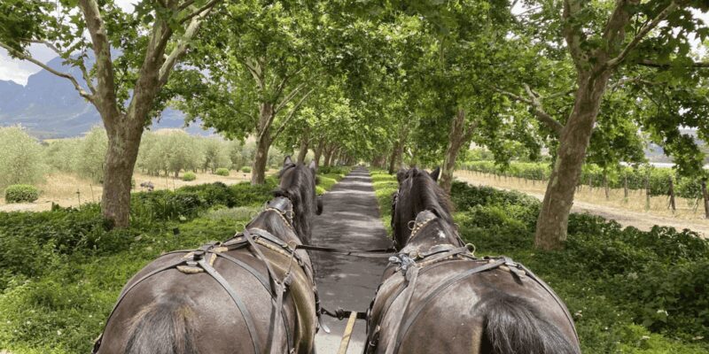 Franschhoek: 2h Private Engagement/Anniversary Carriage Ride - The Sum Up: Who Will Love This?
