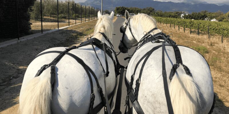 Franschhoek: 2h Private Engagement/Anniversary Carriage Ride - FAQ