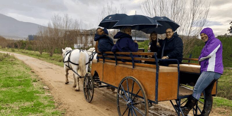 Franschhoek: Vrede en Lust Wine Estate 1H Carriage Ride - Key Points