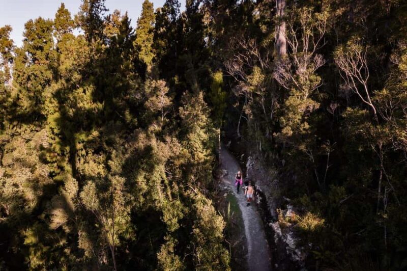 Franz Josef: Half-Day Guided Tour to Okarito - Authenticity and Value