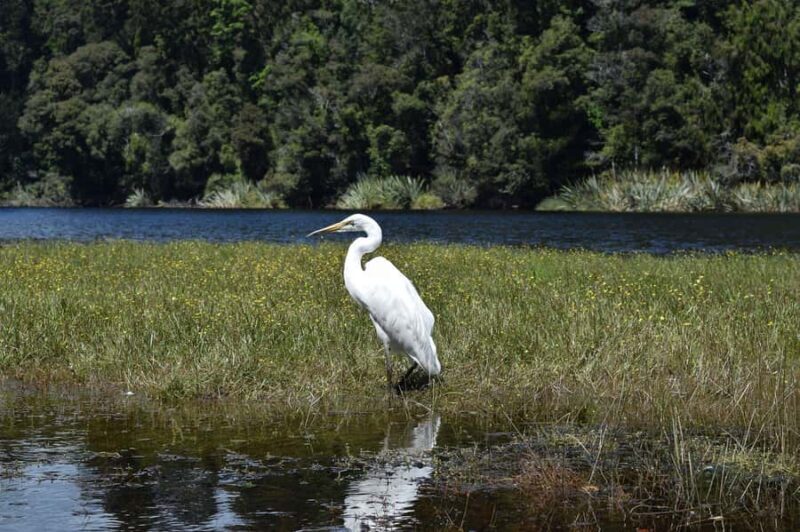 Franz Josef: Kayak & Walking Tour to Okarito Kiwi Sanctuary - Authenticity and Value