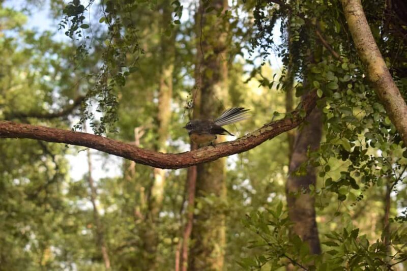Franz Josef: Kayak & Walking Tour to Okarito Kiwi Sanctuary - The Sum Up