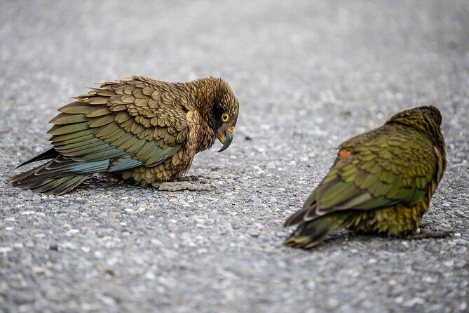 Franz Josef to Christchurch via Hokitika (1 way) - Who Is This Tour Best For?