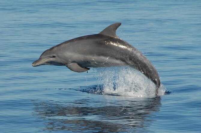 Fraser Island & Dolphin Sailing Adventure - FAQs