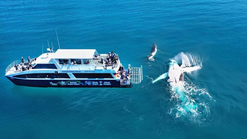 Fraser Island (K'gari): Remote Island and Whale Experience - Key Points