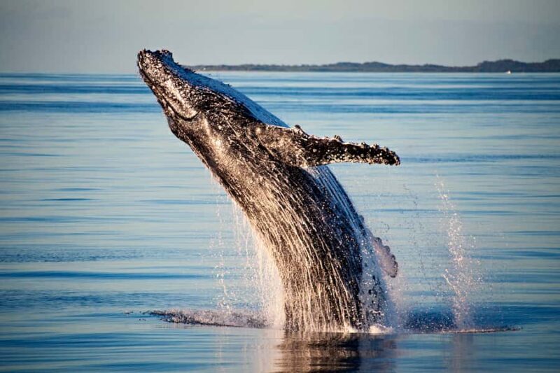 Fraser Island (K'gari): Remote Island and Whale Experience - Authentic Encounters and Genuine Reviews