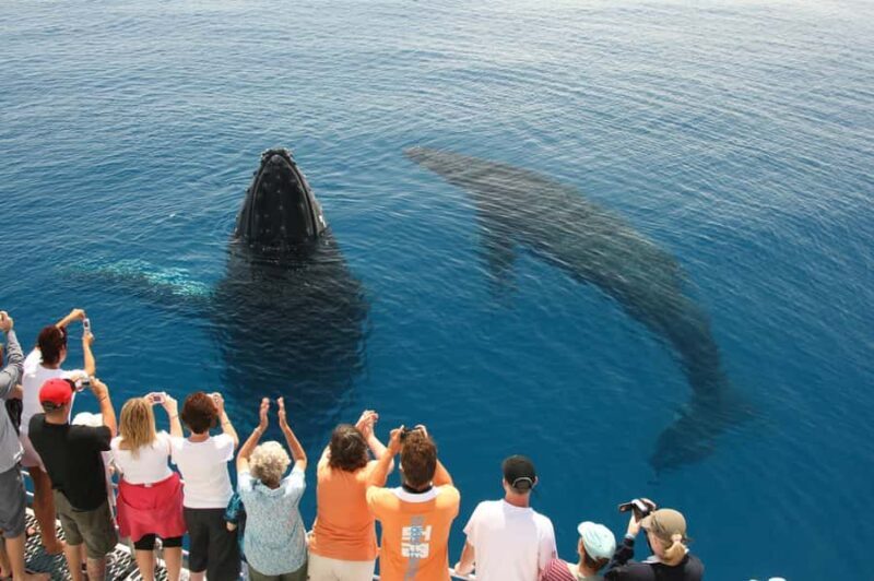 Fraser Island (K'gari): Remote Island and Whale Experience - Who Should Consider This Tour?