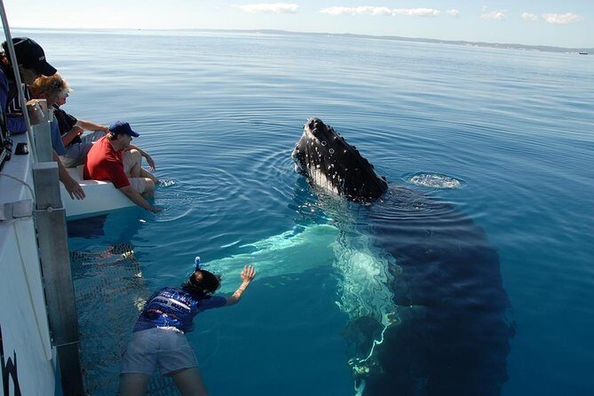 Fraser Island Whale Watch Encounter - Key Points