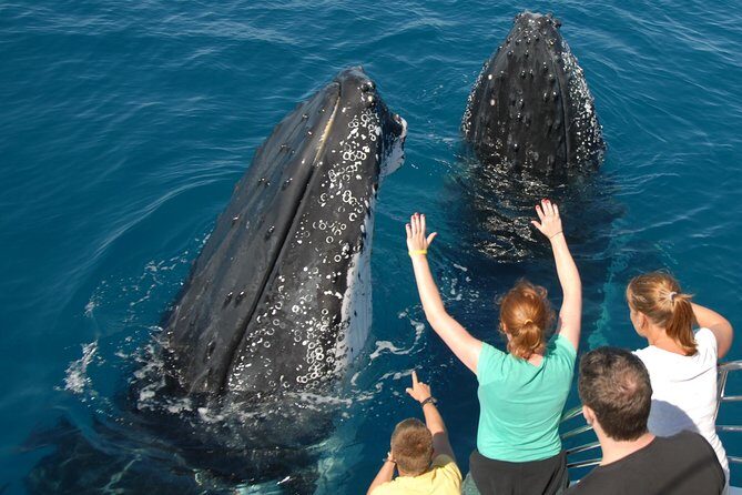 Fraser Island Whale Watch Encounter - Who Will Love This Tour?