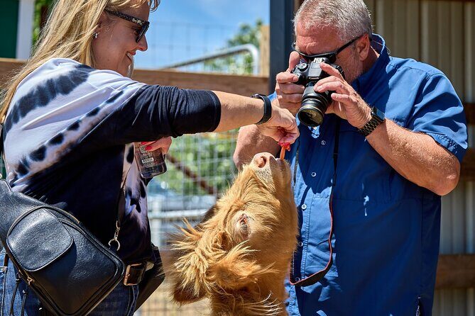 Fredericksburg Cow Cuddling - A Hands-On Farm Experience in Fredericksburg: Cow Cuddling with Pumpkin