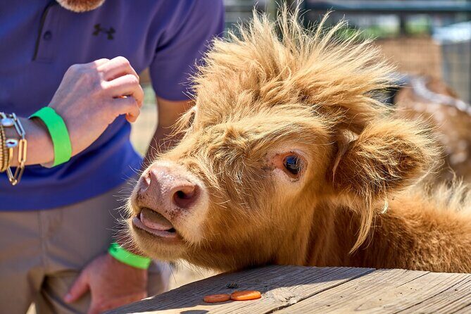 Fredericksburg Cow Cuddling - Who Should Consider This Tour?