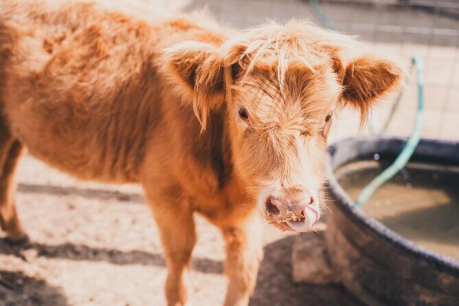 Fredericksburg Cow Cuddling - FAQ