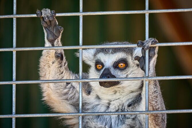 Fredericksburg Safari Tour Without Wine Tasting - What Makes the Fredericksburg Safari Tour Stand Out