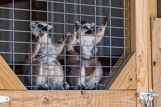 Fredericksburg Safari Tour Without Wine Tasting - Who Will Love This Tour?