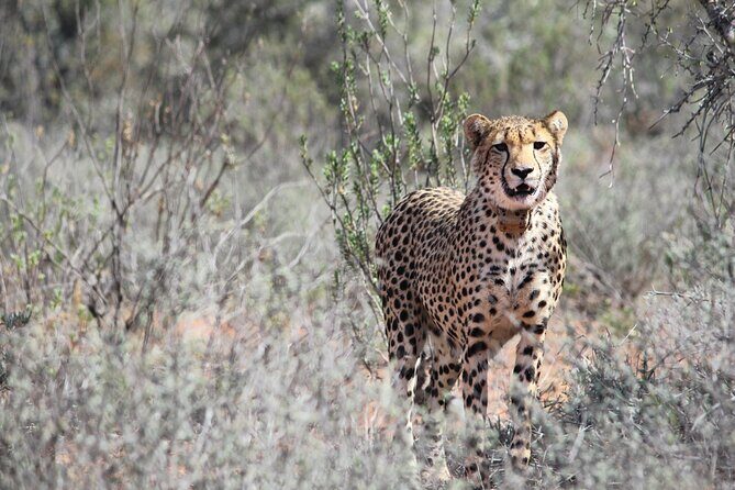 Free Roaming Cheetah Experience - The Itinerary: What to Expect