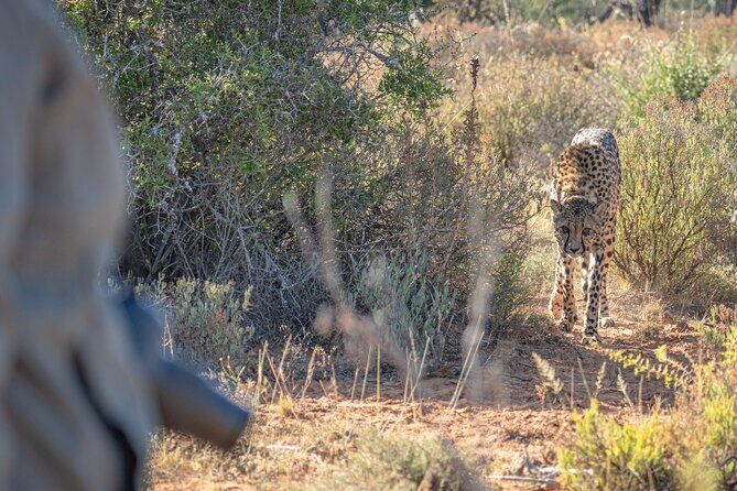 Free Roaming Cheetah Experience - Why Choose This Experience?