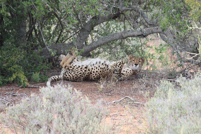 Free Roaming Cheetah Experience - FAQ