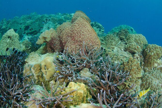 Freedive trip Koh Kood or Koh Rang National Park ( start at Ko Kut) - Final Thoughts