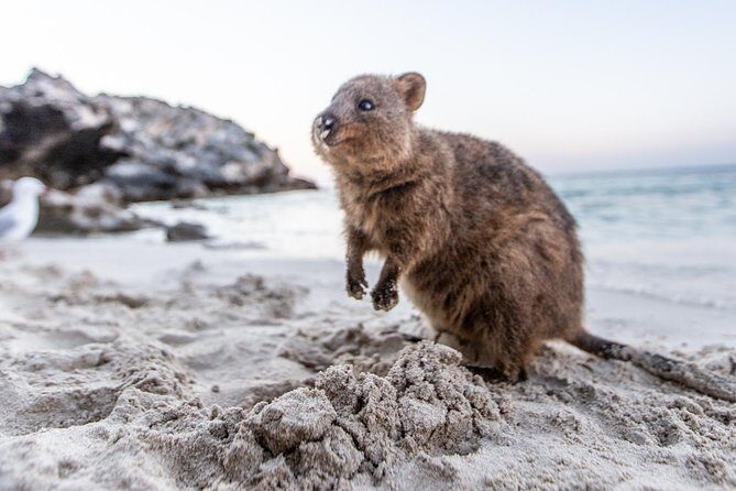 Fremantle to Rottnest Island Roundtrip Ferry Ticket - The Sum Up: Who Should Consider This Ferry?