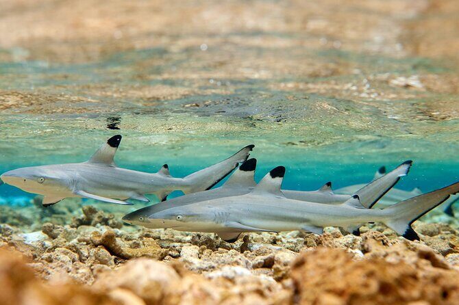 French Polynesia Snorkeling and 4X4 Adventure Tour with Buffet - Who Will Love This Tour?