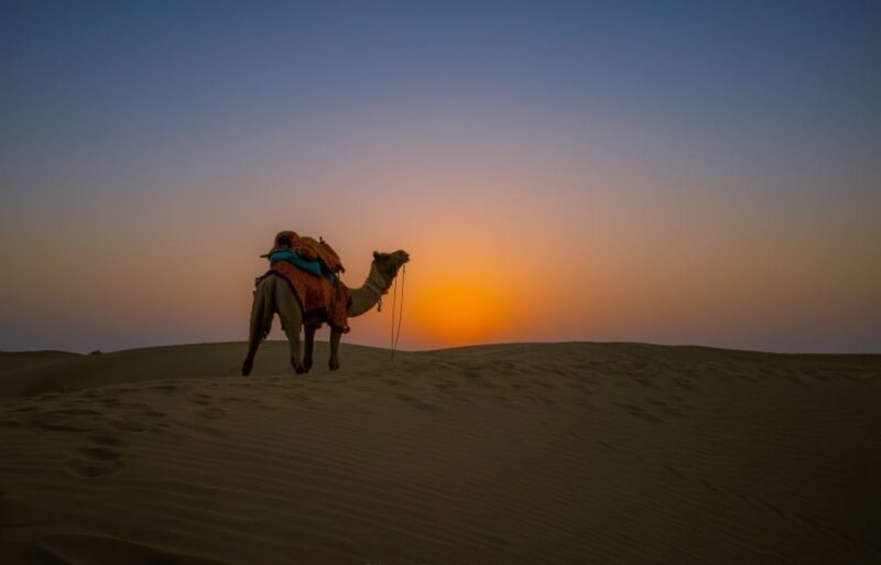 Frenzy Paradise Overnight Thar Desert Camping Tour - Key Points