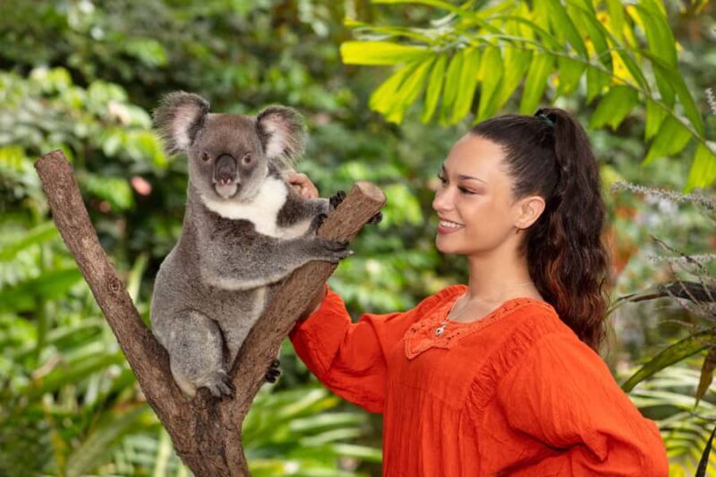 Friends in the Rainforest Package: Koala Gardens & Birdworld - An In-Depth Look at the Tour Experience