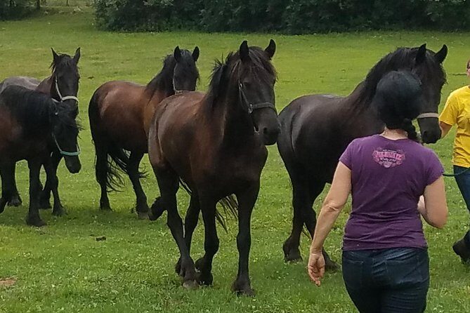 Friesian Herd Tours, Workshops, Classes and Retreats in the Kettle Moraine area. - What the Tour Offers: A Detailed Breakdown