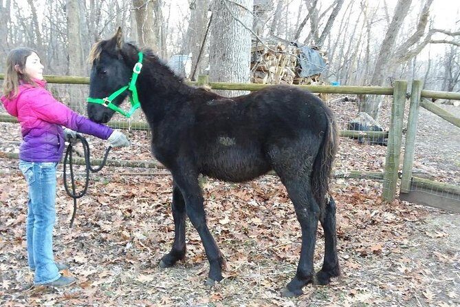 Friesian Herd Tours, Workshops, Classes and Retreats in the Kettle Moraine area. - Why Consider This Tour?