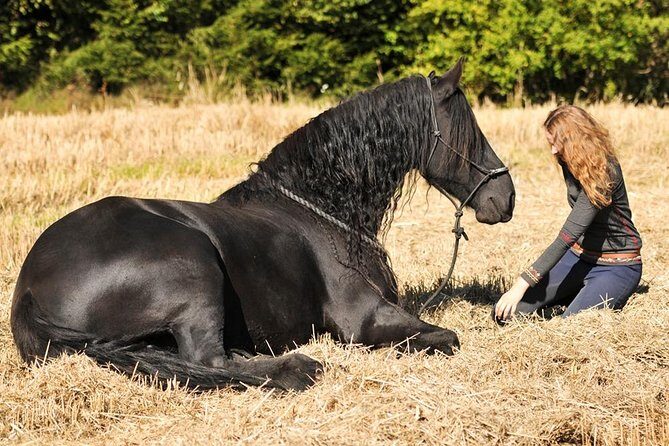 Friesian Herd Tours, Workshops, Classes and Retreats in the Kettle Moraine area. - FAQs