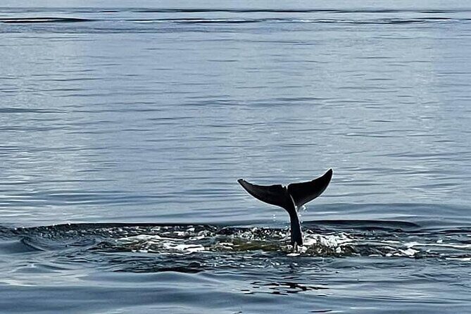 Frisky Mermaid Public Dolphin + Sightseeing Cruise Up to 49 Pax - FAQ