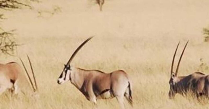 From Addis Ababa: 2-Day Awash National Park Tour with Dinner - Key Points