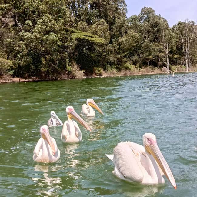 From Addis Ababa: Bisheftu Lake Side Tour - An In-Depth Look at the Bisheftu Lake Side Tour