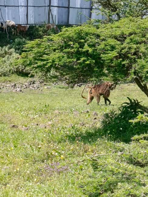 From Addis Ababa: Bisheftu Lake Side Tour - FAQs