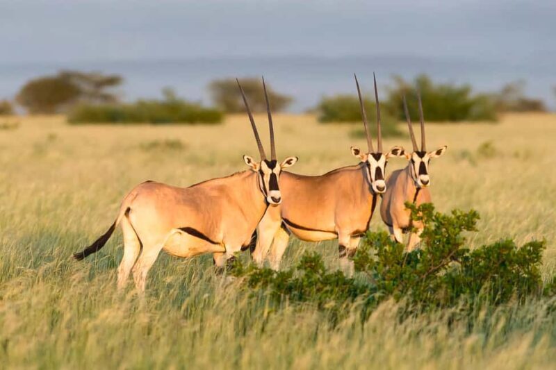 From Addis Ababa: Day Trip To Awash National Park - The Journey Begins: From Addis Ababa to Awash