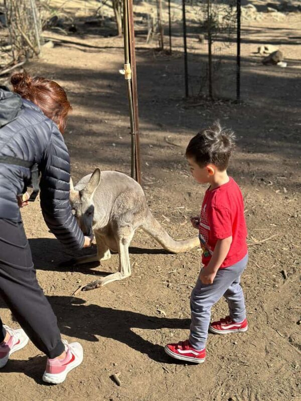 From Adelaide: Cuddle a Koala and Historic Hahndorf Tour - Key Points