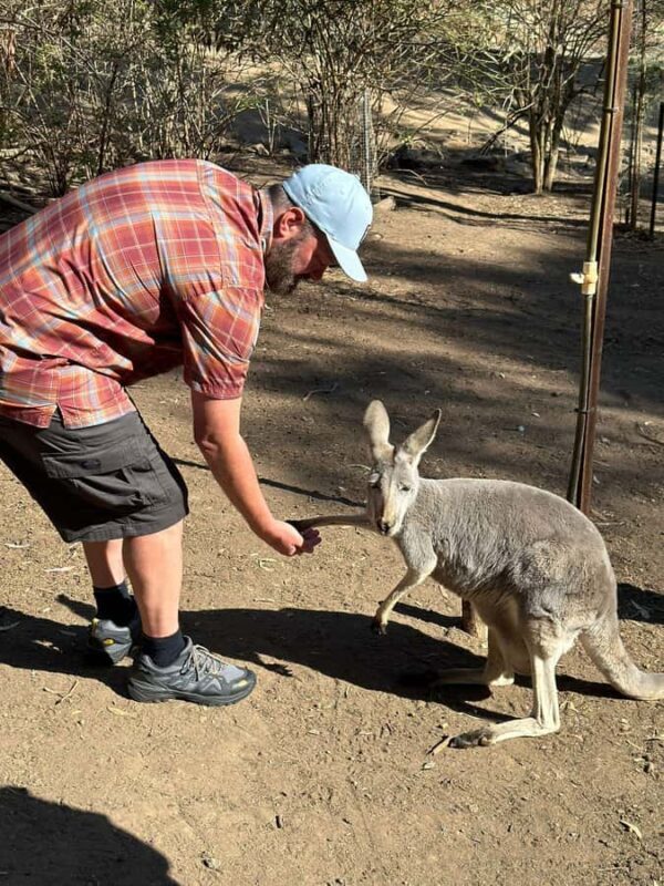 From Adelaide: Cuddle a Koala and Historic Hahndorf Tour - An In-Depth Look at the Tour Experience