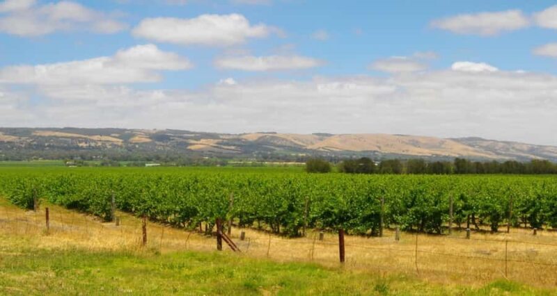 From Adelaide: McLaren Vale Winery Tour with Hahndorf Stop - An Introduction to the Tour
