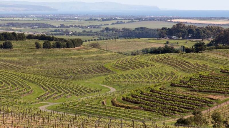 From Adelaide: McLaren Vale Winery Tour with Hahndorf Stop - The Itinerary in Detail