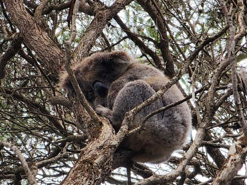 From Adelaide: Premium 2-Day Kangaroo Island Minibus Tour - Key Points