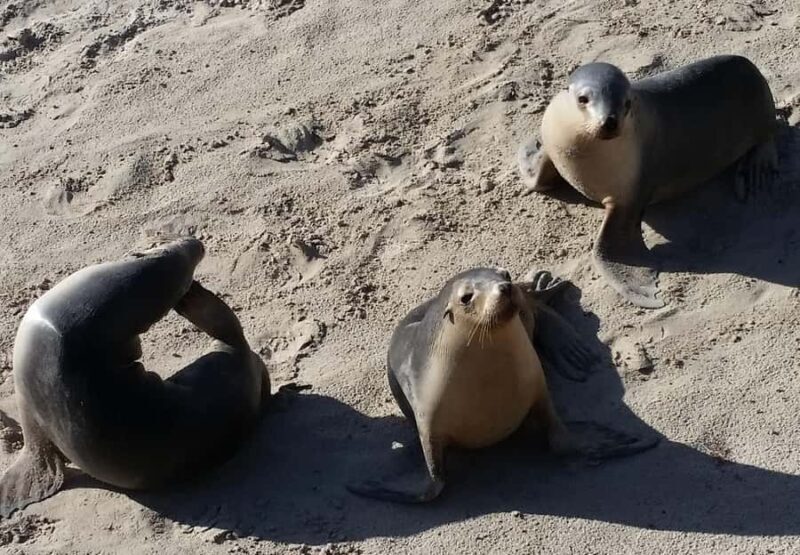 From Adelaide: Premium 2-Day Kangaroo Island Minibus Tour - FAQ
