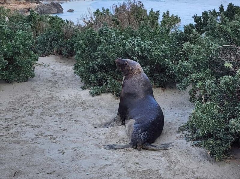 From Adelaide: Premium 2-Day Kangaroo Island Minibus Tour - Final Thoughts