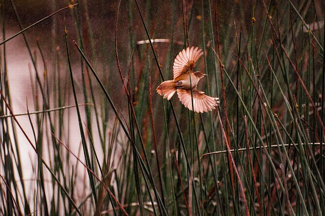 From Adelaide: Ultimate SA Birding & Nature Discovery Tour - In-Depth Review of the Ultimate SA Birding & Nature Discovery Tour