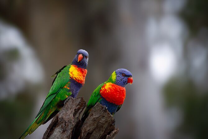 From Adelaide: Ultimate SA Birding & Nature Discovery Tour - Authentic Experiences and Real Feedback