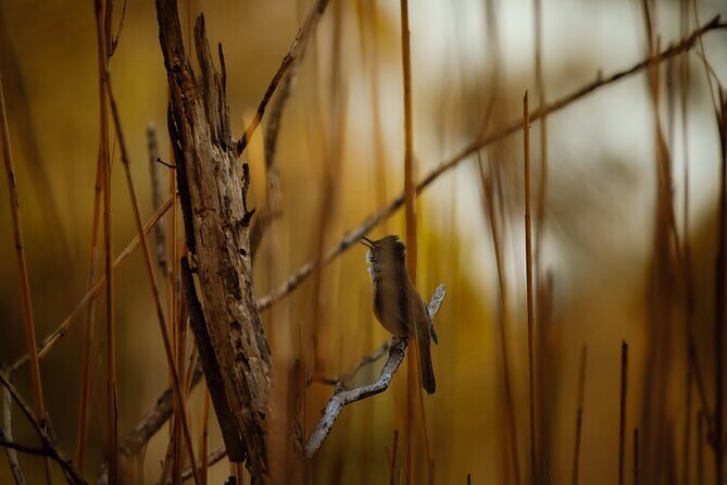 From Adelaide: Ultimate SA Birding & Nature Discovery Tour - The Sum Up: Who Should Book This Tour?