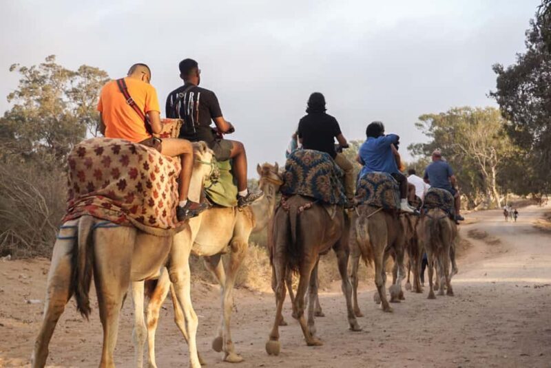 From Agadir: Camel Ride and Flamingo Trek - FAQs