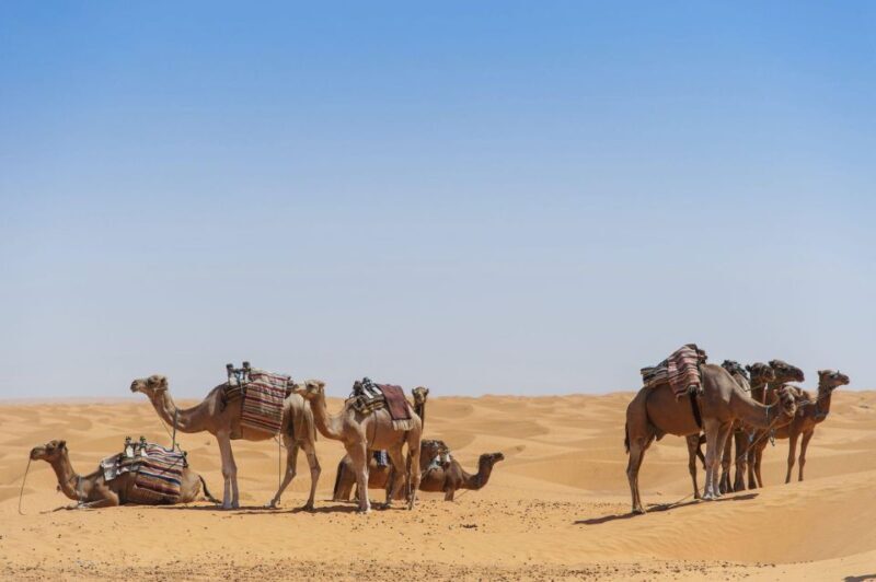 From Agadir: Camel Ride and Flamingo Trek - FAQ