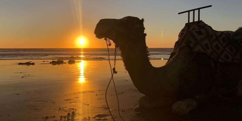 From Agadir: Camel Ride Tour with Hotel Pickup and Drop-Off - The Experience Itself: From the Ranch to the River and Beyond