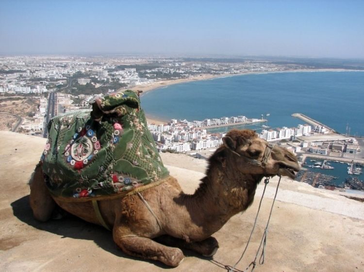 From Agadir: City Tour with Hotel or Port Transfers - Transportation, Group Size, and Practicalities