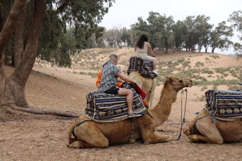 From Agadir or Taghazout: Camel Ride Tour & Flamingos Watch - Introduction